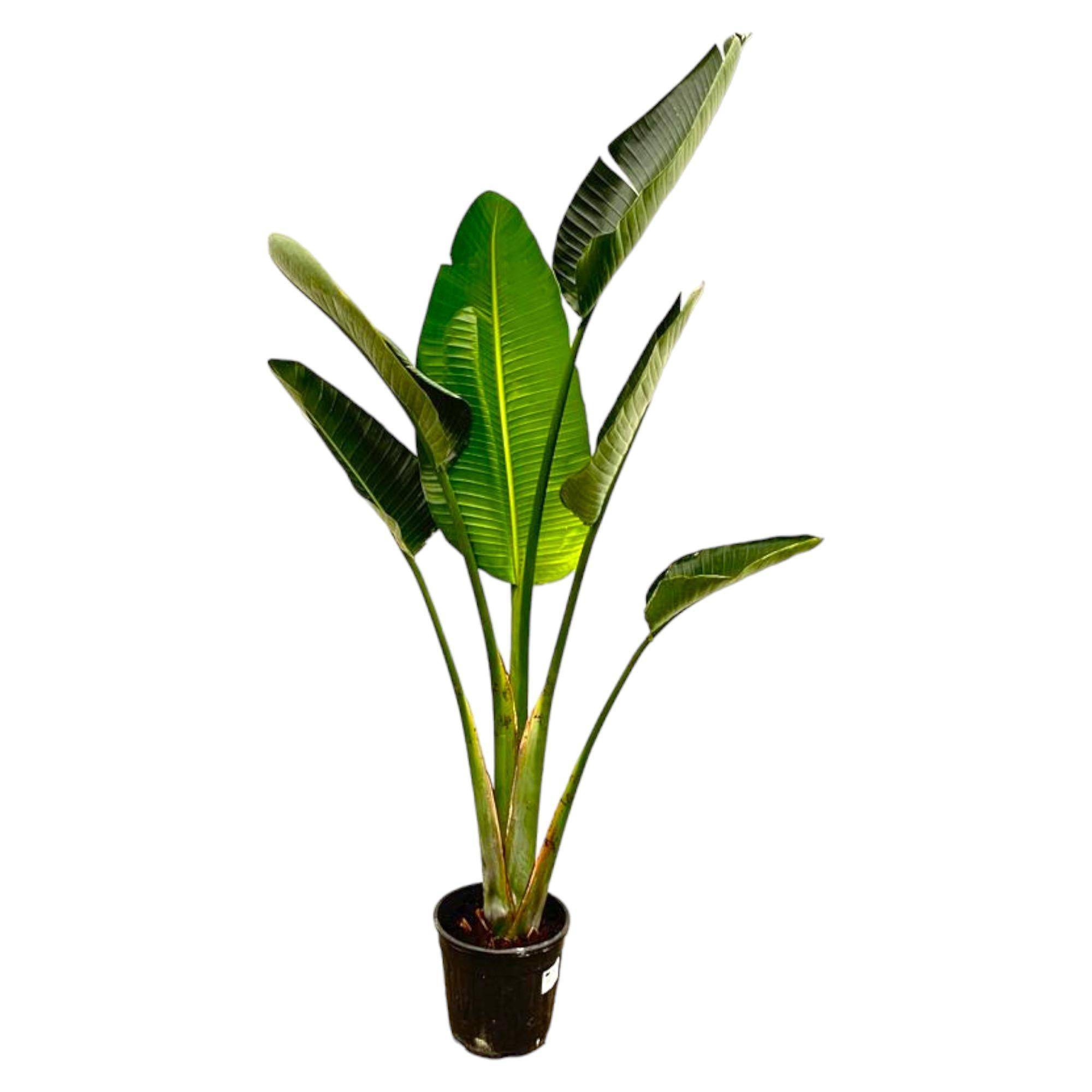 La Green Touch - Strelitzia Augusta - D27 H180cm - Image 1