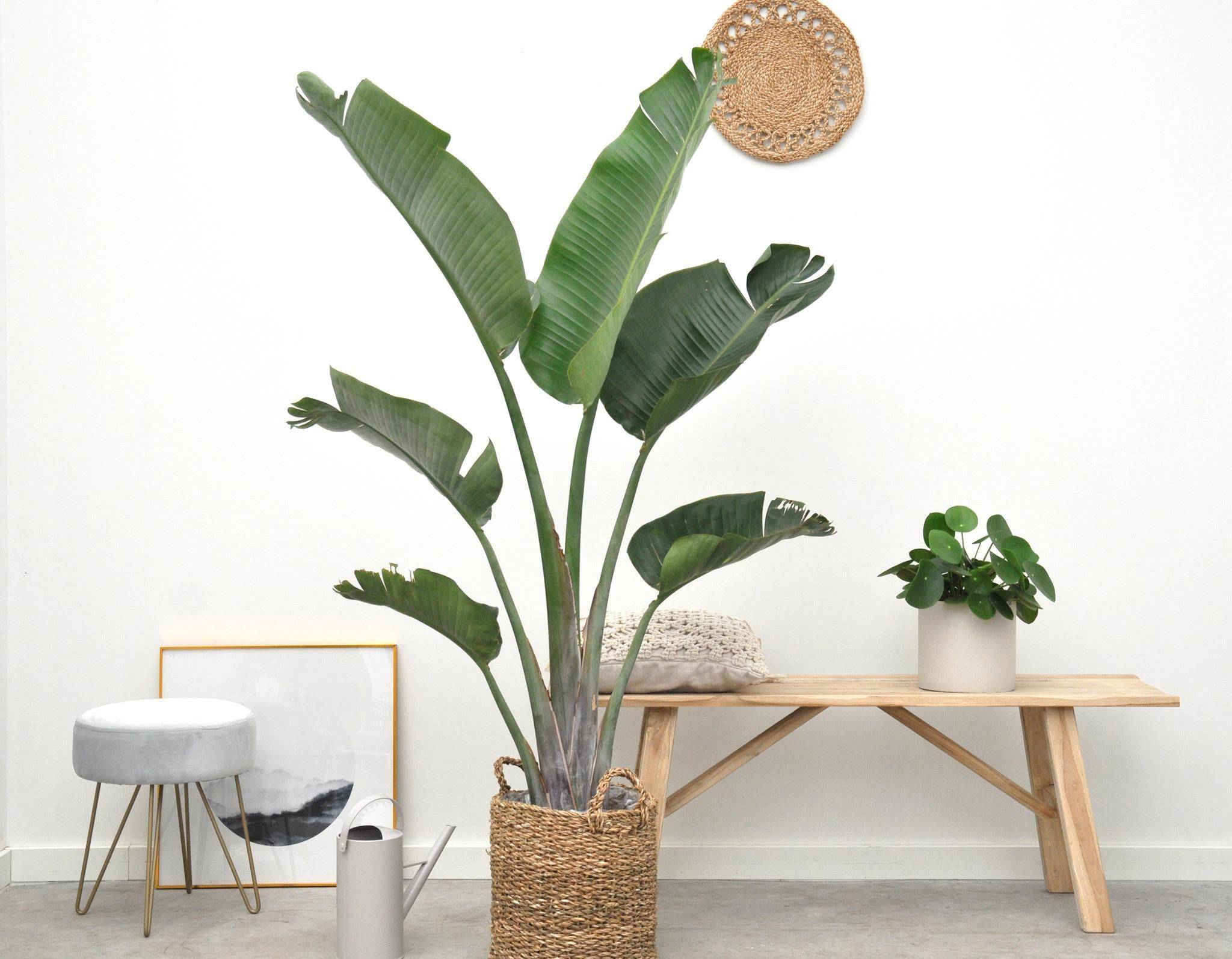 Strelitzia Augusta - D27 H180cm - Image 2