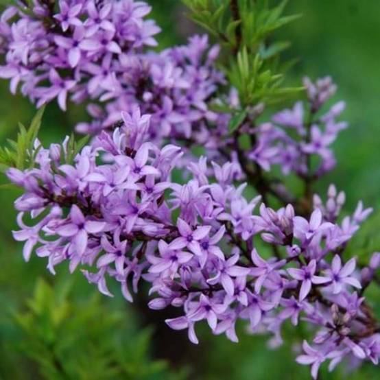 Lilas afghan - Syringa afghanica Pot de 4L/5L - Image 1