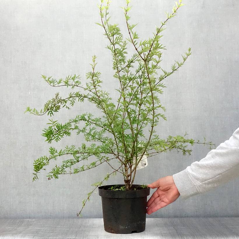 Lilas afghan - Syringa afghanica Pot de 4L/5L - Image 2