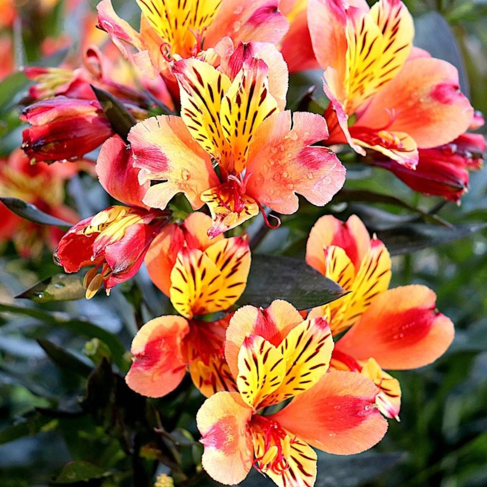 Alstrœmères Summer Breeze, Lis des Incas à fleurs Jaune/Orange - feuillage Caduc - Pot de 3L - 20/40 cm