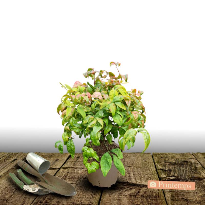 Bambou sacré Fire Power, Nandina - Pot de 3L - 20/40 cm - Image 5