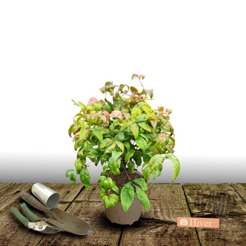 Bambou sacré Fire Power, Nandina - Pot de 3L - 20/40 cm - Image 4