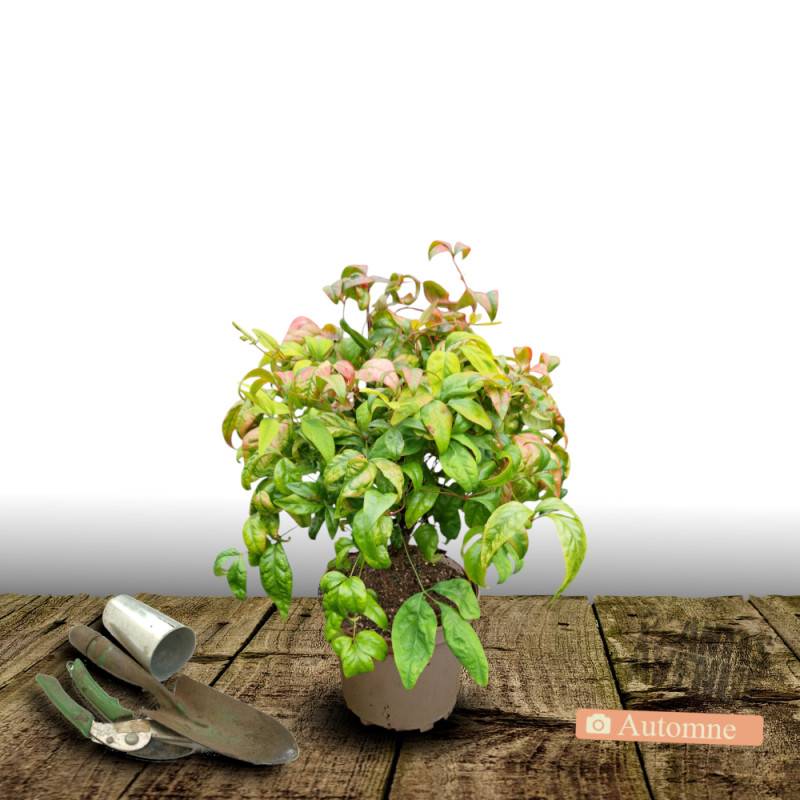 Bambou sacré Fire Power, Nandina - Pot de 3L - 20/40 cm - Image 2