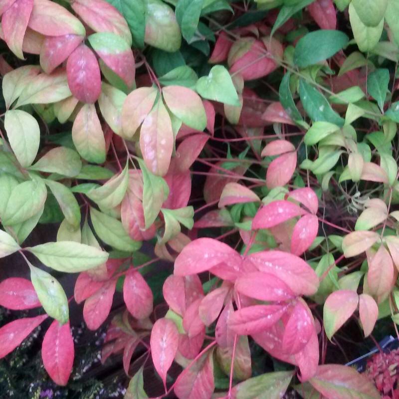 Bambou sacré Fire Power, Nandina - Pot de 3L - 20/40 cm - Image 1