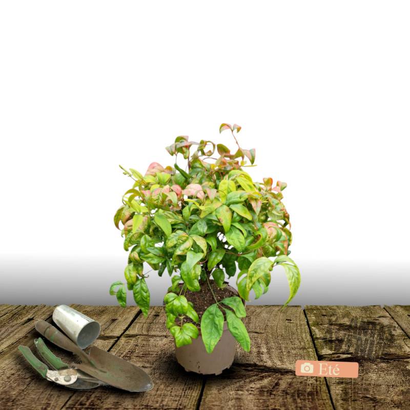 Bambou sacré Fire Power, Nandina - Pot de 3L - 20/40 cm - Image 3