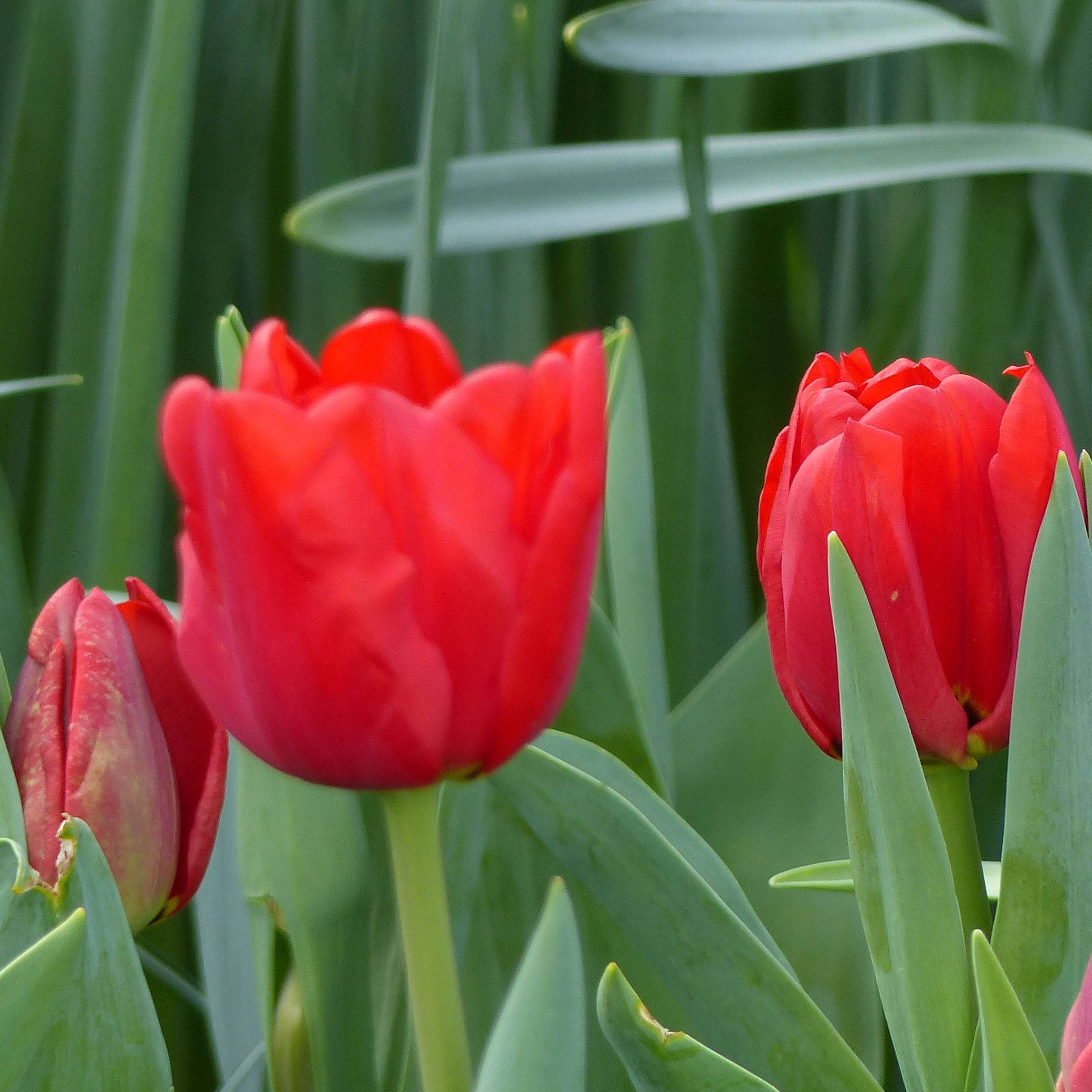 Promesse de Fleurs - Tulipe Triomphe Ben van Zanten Bulbe calibre 12+ (par 6)