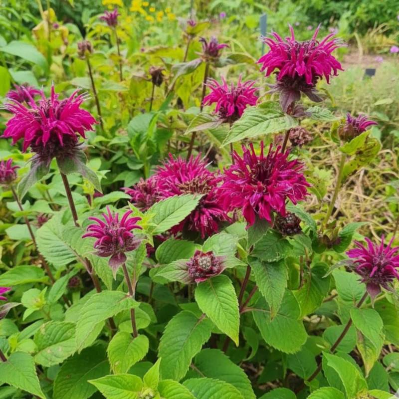 Monarde Bee True® à fleurs Rose/ - feuillage Caduc - Godet - 5/20 cm