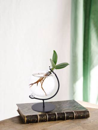 Clusia en Hydroculture Support et Vase - D5 H10cm