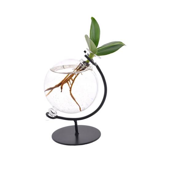 Clusia en Hydroculture Support et Vase - D5 H10cm - Image 2