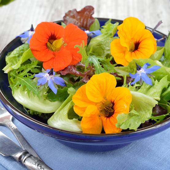 Graines Fleurs comestibles BIO sachet de 20 grammes pour 3 m?