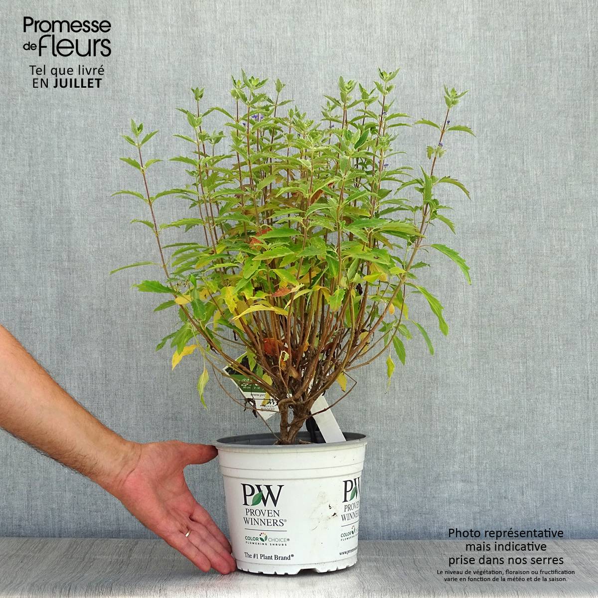 Promesse de Fleurs - Caryopteris clandonensis Beyond Midnight - Spirée bleue Pot de 3L/4L - Image 2