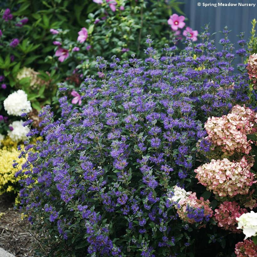 Promesse de Fleurs - Caryopteris clandonensis Beyond Midnight - Spirée bleue Pot de 3L/4L - Image 1