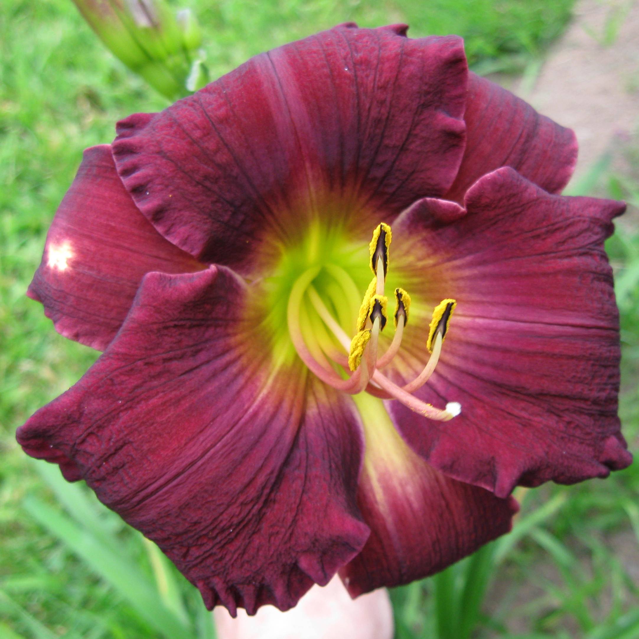 Promesse de Fleurs - Hémérocalle Bela Lugosi - Lis d'un Jour Pot de 1L/1,5L