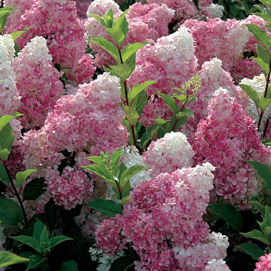 Hydrangea paniculata Vanille Fraise - Hortensia paniculé Pot de 7,5L/10L - Image 1