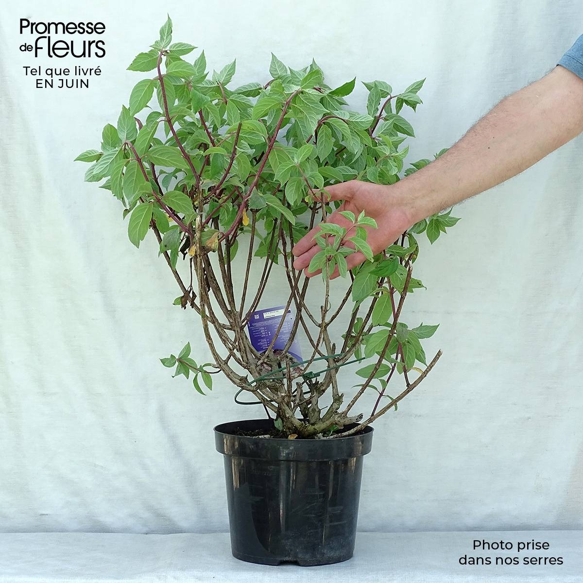 Hydrangea paniculata Vanille Fraise - Hortensia paniculé Pot de 7,5L/10L - Image 2