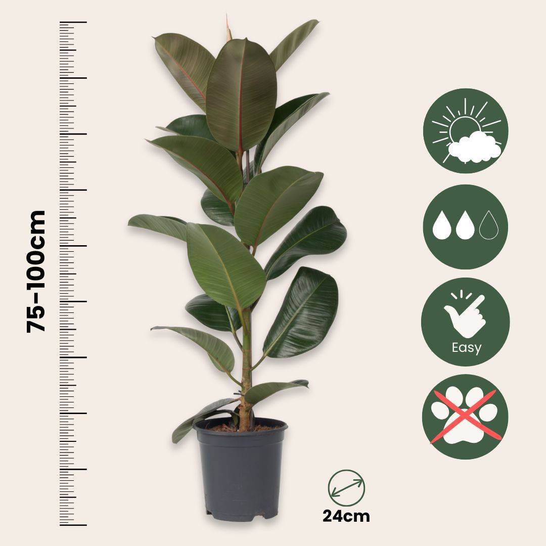 giant snake plant Sansevieria Laurentii – Hey Rooted