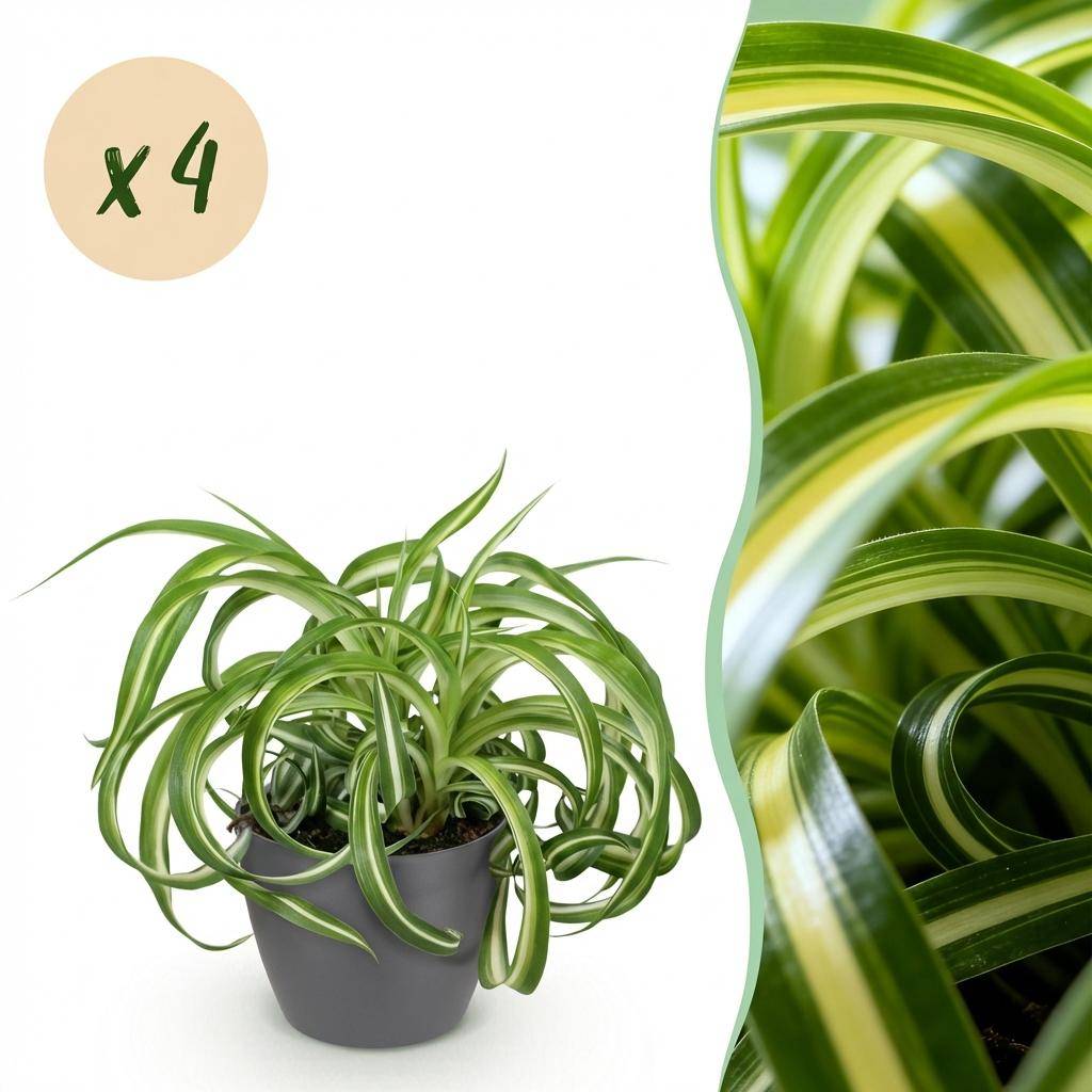 Chlorophytum comosum Bonnie - Pet-friendly - Pot de 12cm - Hauteur 20cm - 4 plantes - Gris - Plantes d'intérieur - Image 1