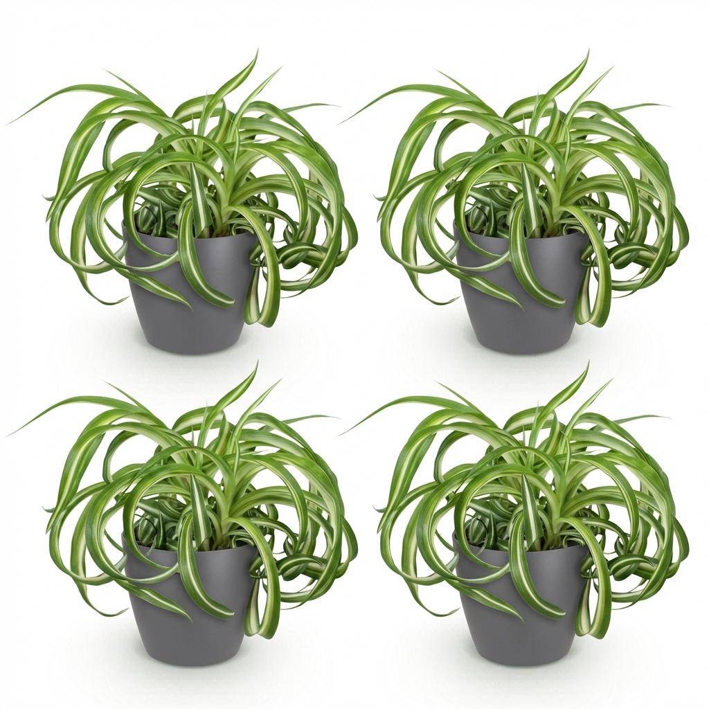 Chlorophytum comosum Bonnie - Pet-friendly - Pot de 12cm - Hauteur 20cm - 4 plantes - Gris - Plantes d'intérieur - Image 2