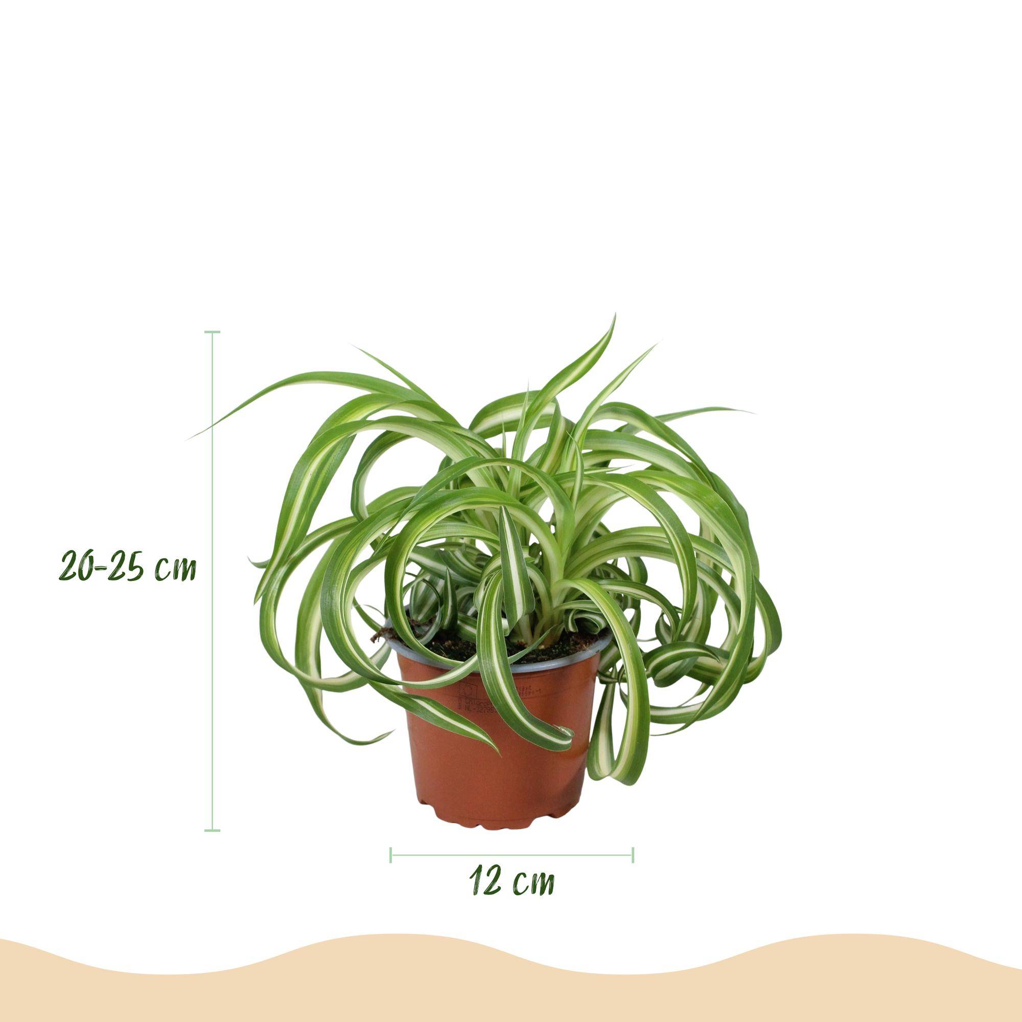 Chlorophytum comosum Bonnie - Pet-friendly - Pot de 12cm - Hauteur 20cm - 4 plantes - Gris - Plantes d'intérieur - Image 3