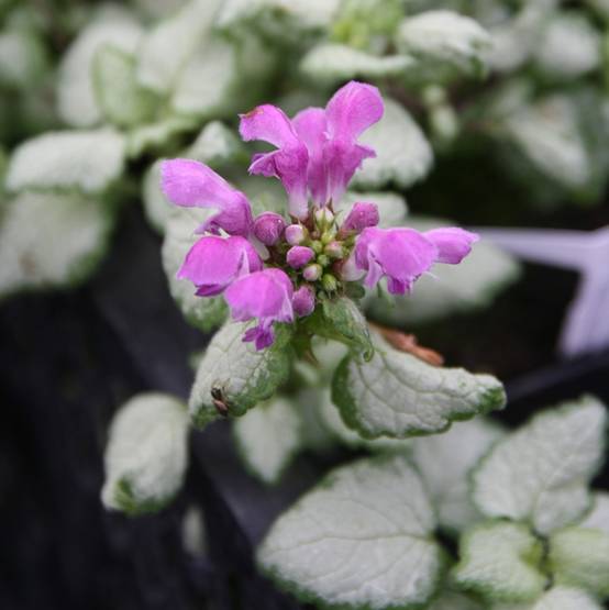 Promesse de Fleurs - Lamium maculatum Red Nancy - Lamier pourpre Godet de 8/9 cm - Image 1