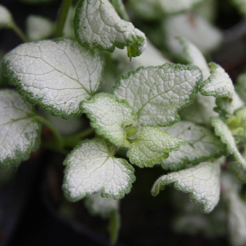 Promesse de Fleurs - Lamium maculatum Red Nancy - Lamier pourpre Godet de 8/9 cm - Image 2