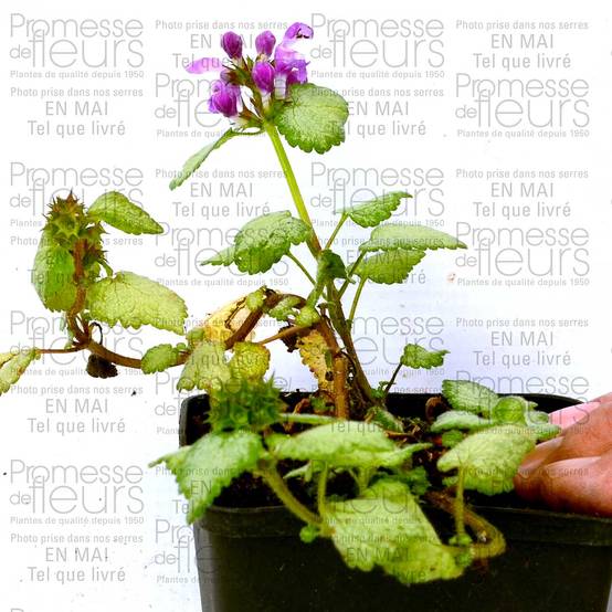 Promesse de Fleurs - Lamium maculatum Red Nancy - Lamier pourpre Godet de 8/9 cm - Image 3