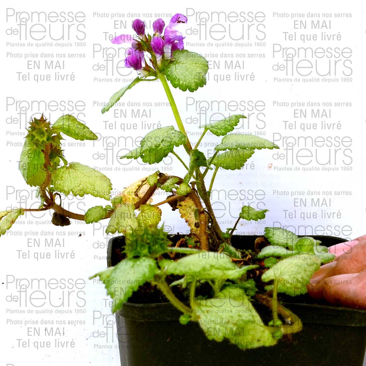 Promesse de Fleurs - Lamium maculatum Red Nancy - Lamier pourpre Godet de 8/9 cm - Image 3