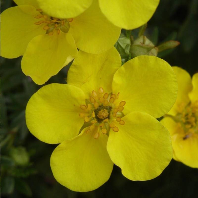 Potentille arbustive Goldfinger, Potentilla à fleurs Jaune - feuillage Caduc - Pot de 3L - 40/60 cm-  hauteur à maturité De 1,00 m à 1,50 m - Image 1