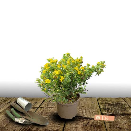 Potentille arbustive Goldfinger, Potentilla à fleurs Jaune - feuillage Caduc - Pot de 3L - 40/60 cm- hauteur à maturité De 1,00 m à 1,50 m - Image 4