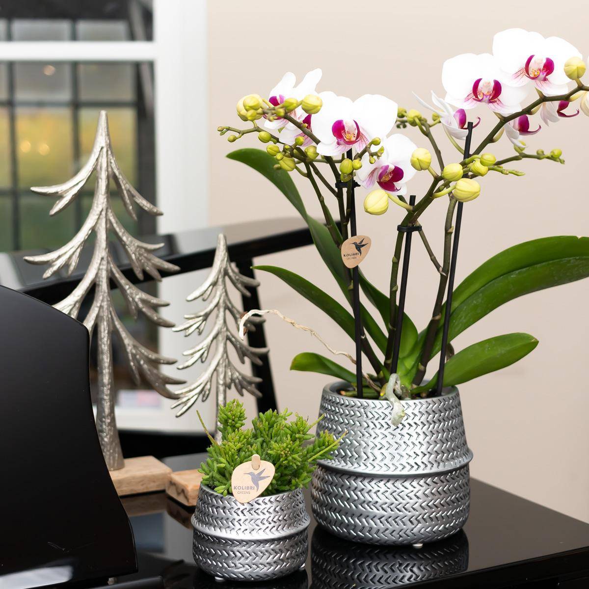 La Green Touch - Orchidée Amabilis Blanche et son pot- La Green Touch Argenté D12 - Hauteur 35cm - Image 2