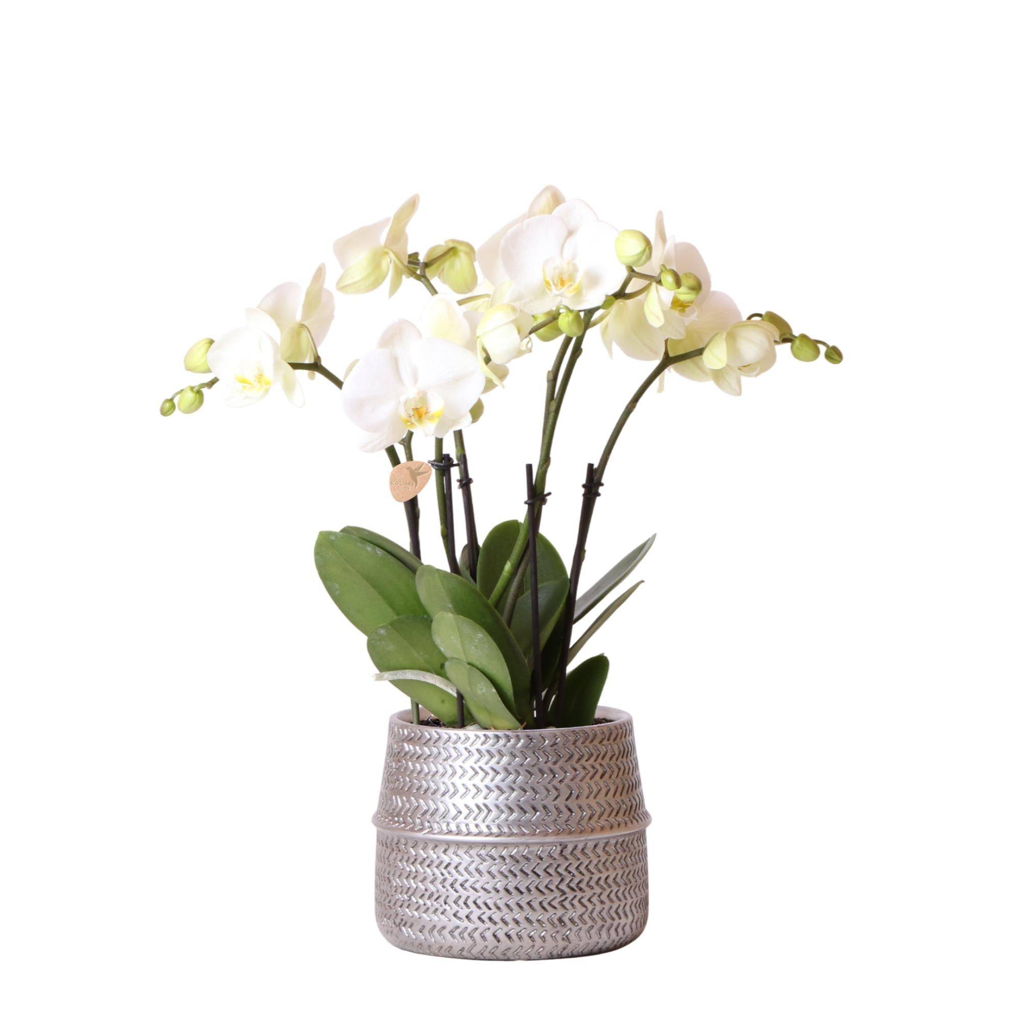 La Green Touch - Orchidée Amabilis Blanche et son pot- La Green Touch Argenté D12 - Hauteur 35cm - Image 1