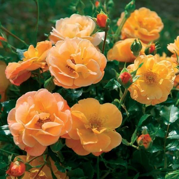 Promesse de Fleurs - Rosier Décorosiers Calizia Pot de 2L/3L