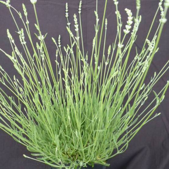 Lavande blanche Edelweiss à fleurs Blanche - feuillage Persistant - Pot de 3L - 20/40 cm- hauteur à maturité De 0,50 m à 1,00 m - Image 1