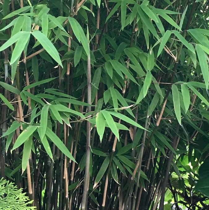 0 - Fargesia nitida "Blackpearl" (Bambou non traçant) Pot 30 Litres - 150/175cm - 10/15 cannes - Image 2