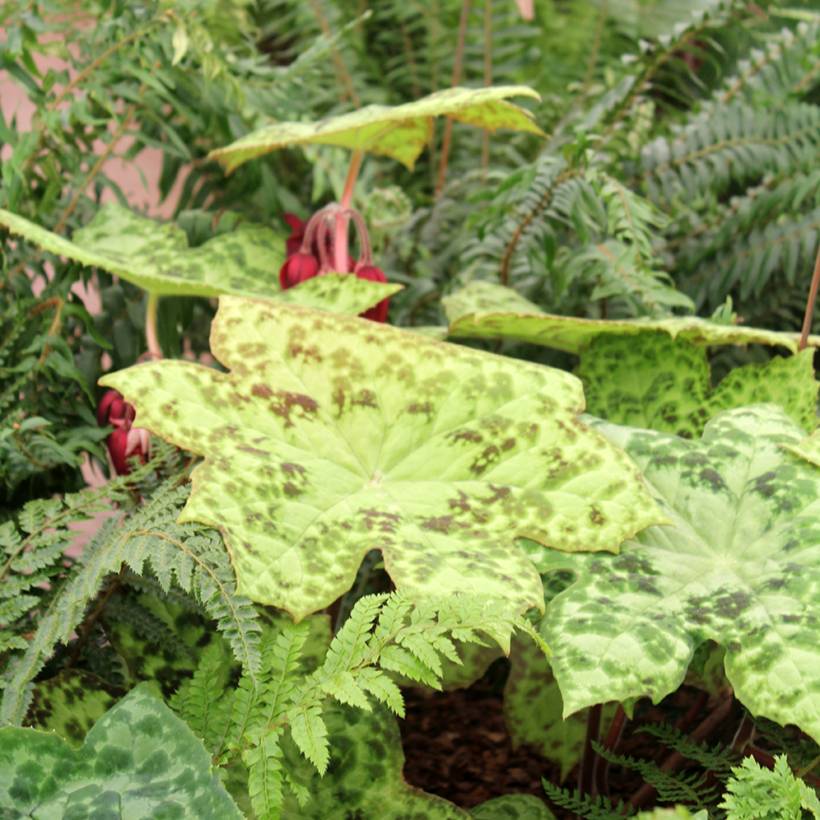Podophyllum Spotty Dotty - Dysosma Pot de 1L/1,5L