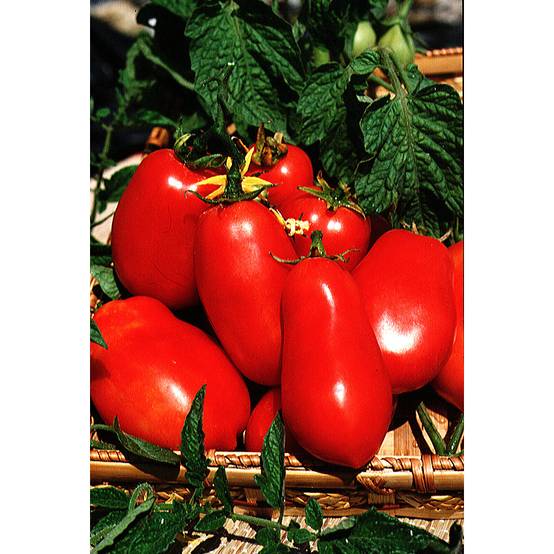 Tomate Roma VF - Tomate allongée le sachet de 650 graines environ (2g)