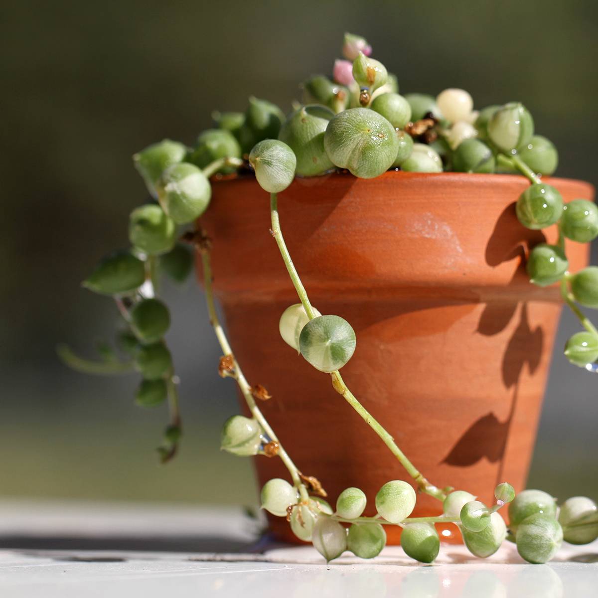 Promesse de Fleurs - Senecio rowleyanus Variegata - Collier de perles Mini-plante
