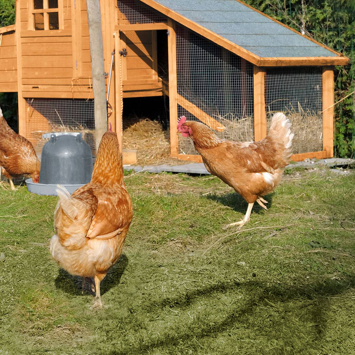 Poulailler en bois 3 poules Minnesota - Cémonjardin - Image 1