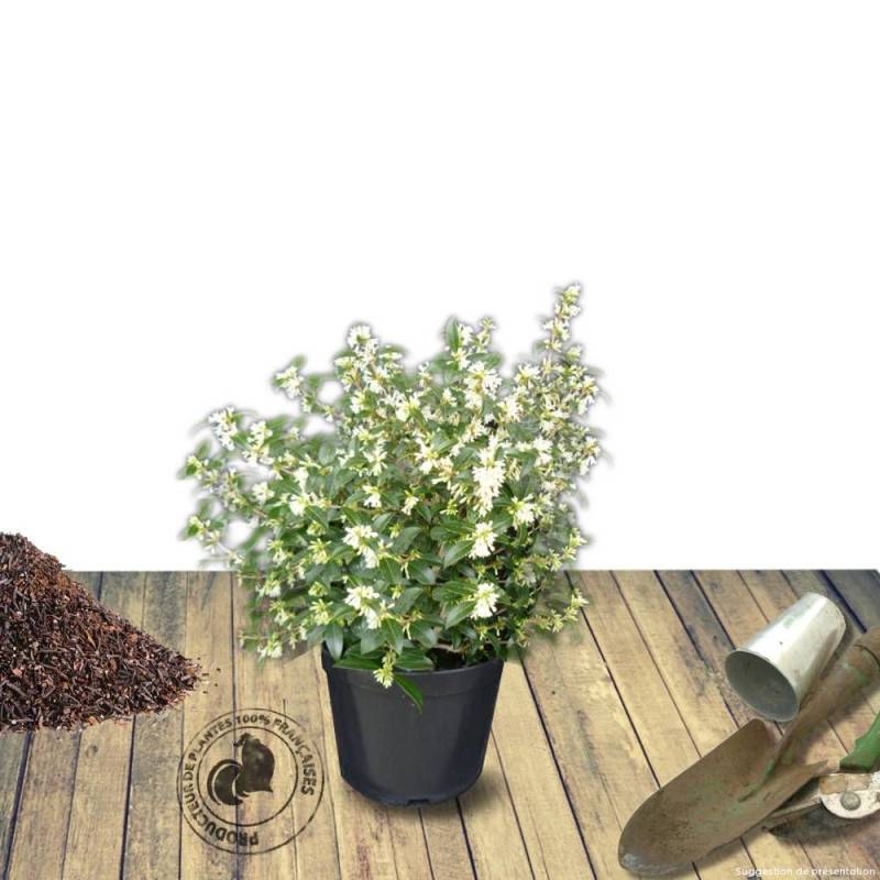 Osmanthe de Burkwood, Osmanthus à fleurs Blanche/Jaune - feuillage Persistant - Pot de 7,5L - 60/80 cm - Image 5