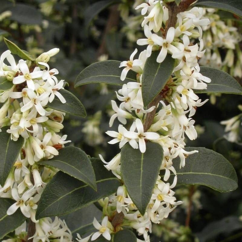 Osmanthe de Burkwood, Osmanthus à fleurs Blanche/Jaune - feuillage Persistant - Pot de 7,5L - 60/80 cm - Image 1
