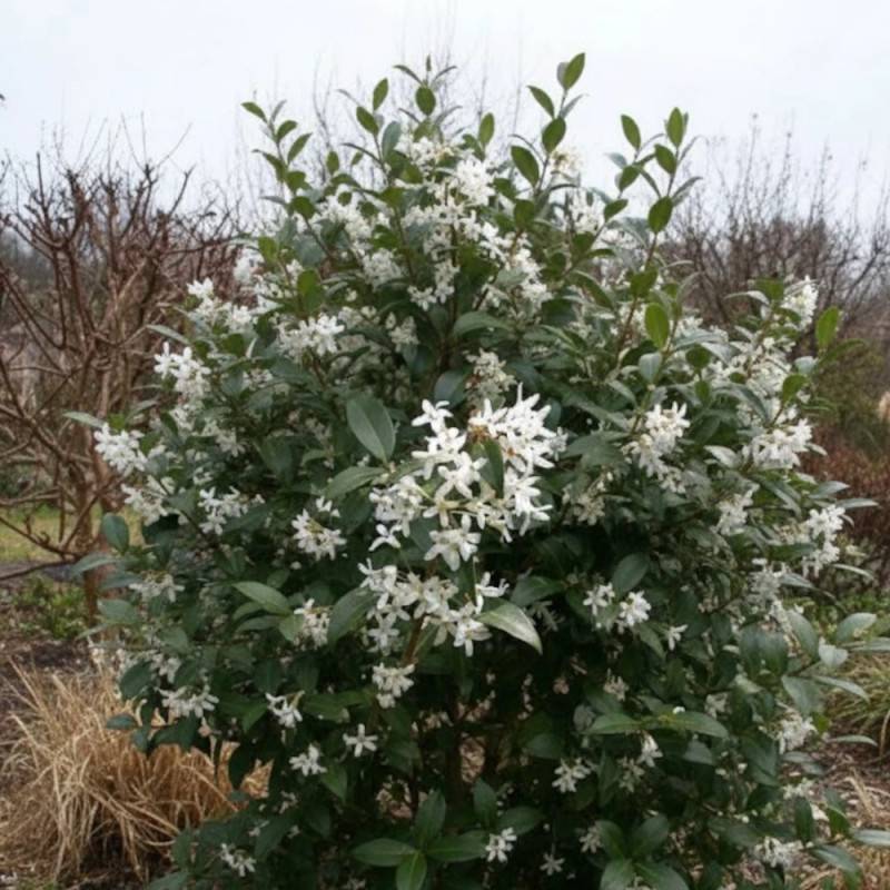 Osmanthe de Burkwood, Osmanthus à fleurs Blanche/Jaune - feuillage Persistant - Pot de 7,5L - 60/80 cm - Image 2