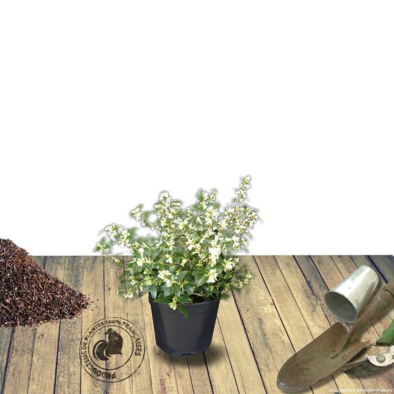 Osmanthe de Burkwood, Osmanthus à fleurs Blanche/Jaune - feuillage Persistant - Pot de 7,5L - 60/80 cm - Image 4
