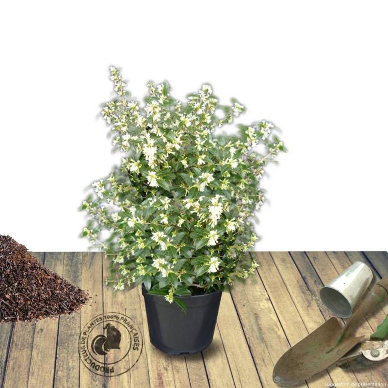 Osmanthe de Burkwood, Osmanthus à fleurs Blanche/Jaune - feuillage Persistant - Pot de 7,5L - 60/80 cm - Image 6