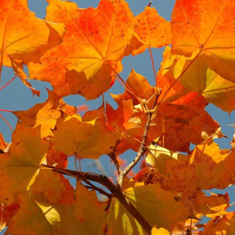 Érable plane, Acer platanoides - Pot de 30L - Tige 10/12- 175/200 cm - Image 9