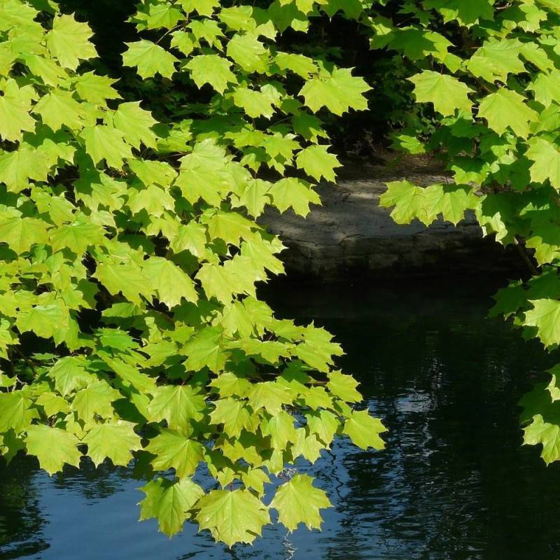 Érable plane, Acer platanoides - Pot de 30L - Tige 10/12- 175/200 cm - Image 7