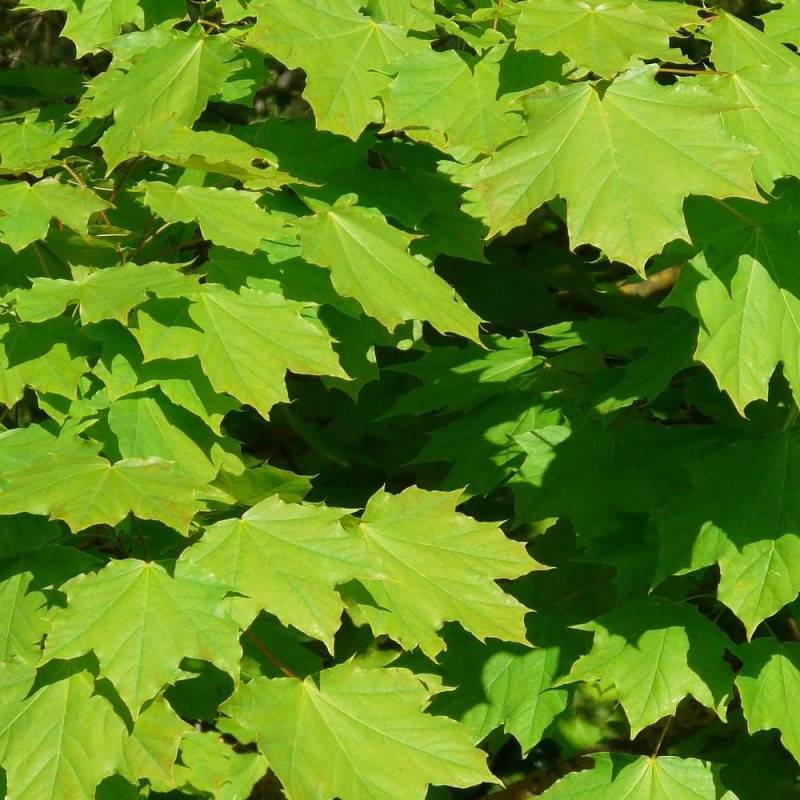 Érable plane, Acer platanoides - Pot de 30L - Tige 10/12- 175/200 cm - Image 6