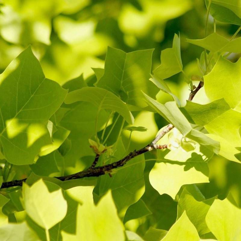 Érable plane, Acer platanoides - Pot de 30L - Tige 10/12- 175/200 cm - Image 4