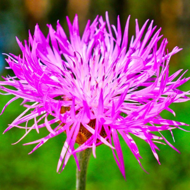 3 Centaurées 'Pulcherrima' (Centaurea) - Lot de 3 vivaces - Pépinières Naudet