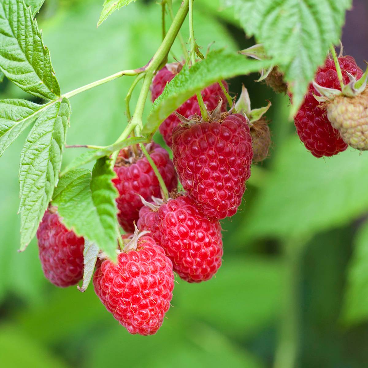 Framboisier Primeberry Autumn Chef - Rubus idaeus  Pot de 1,5L/2L, Touffe